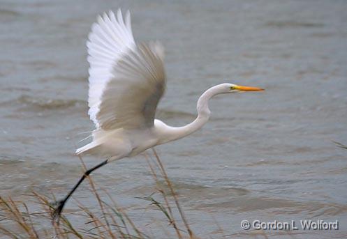 Egret Taking Wing_31240.jpg - Great Egret (Ardea alba) photographed along the Gulf coast near Port Lavaca, Texas, USA.